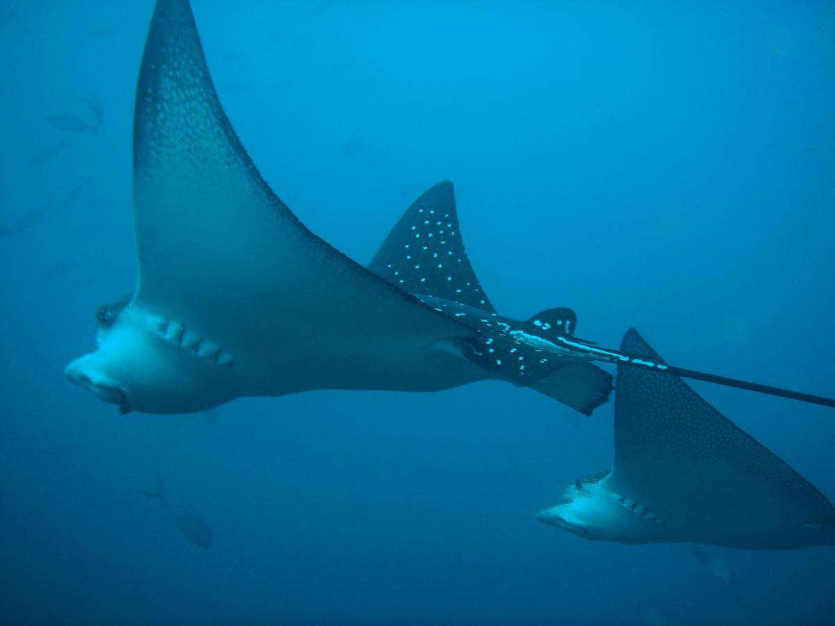 Mantaraya Lodge Puerto López 외부 사진